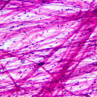 A stained slide of loose areolar connective tissue viewed at 100 power.